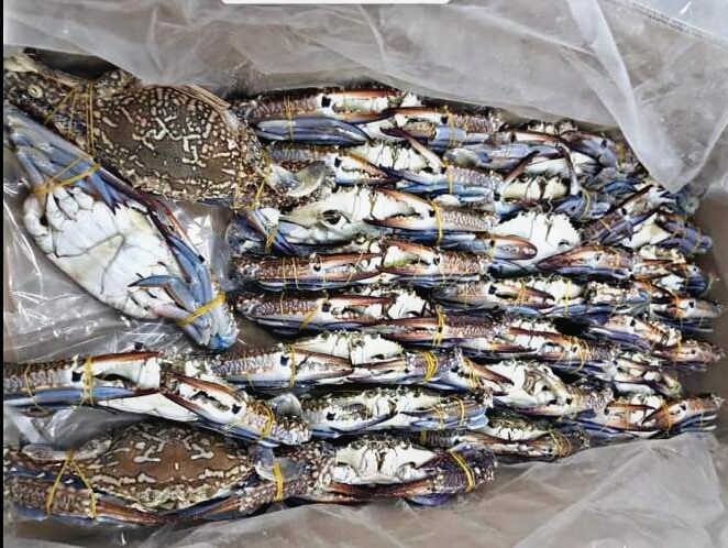 Crabes