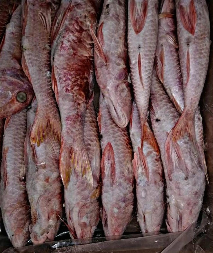 Poisson blanc de l'Atlantique